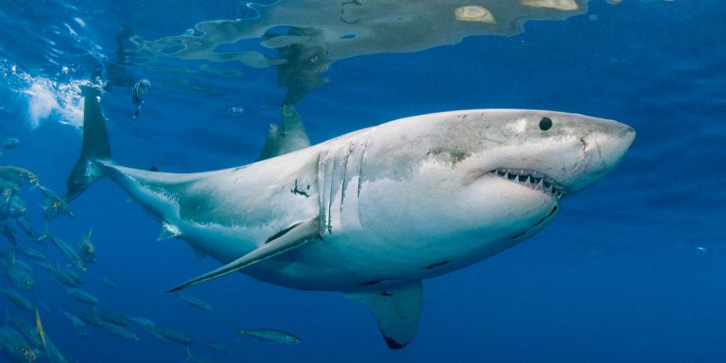 Exceptional Wildlife Phenomena: Rare Spotting of Newly Born Great White Shark Along California's Coast