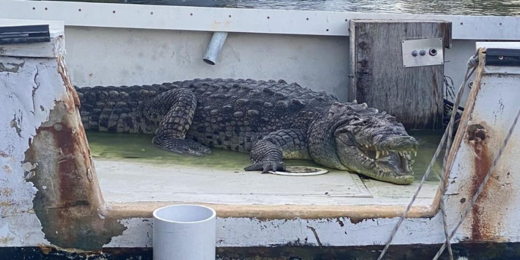Woman sees crocodile sunbathing at Fort Lauderdale condo complex