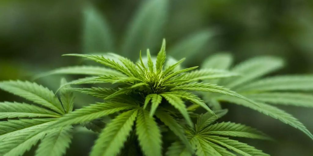 10 US States that Legalized Cannabis and Marijuana