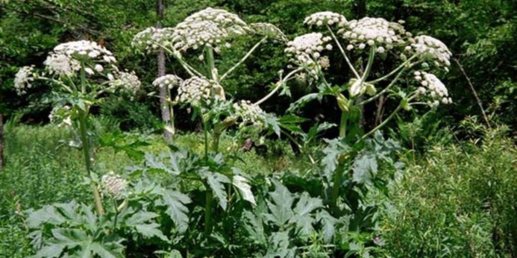 Avoid Touching These 7 Dangerous and Poisonous Plants in Florida