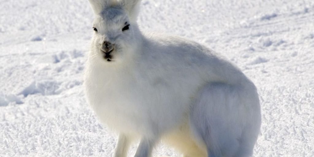 Study Reveals Amazing Facts About 6 Animals That Turn White in Winter!