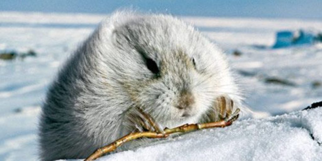 Study Reveals Amazing Facts About 6 Animals That Turn White in Winter!