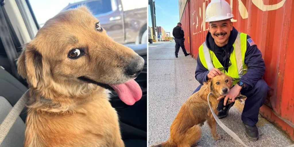 Texas Dog Rescued After Week-Long Trapping in Shipping Container