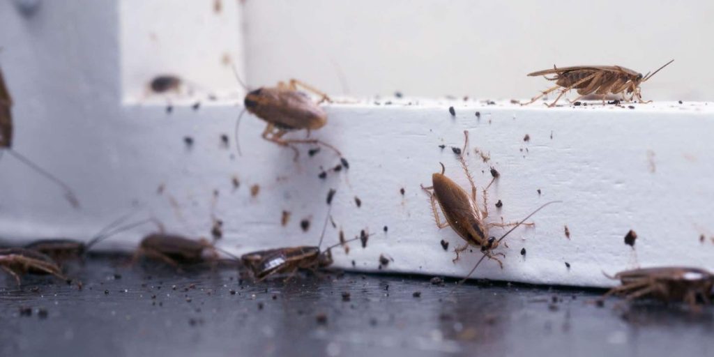 The 8 States with the Worst Pest Infestation Problems