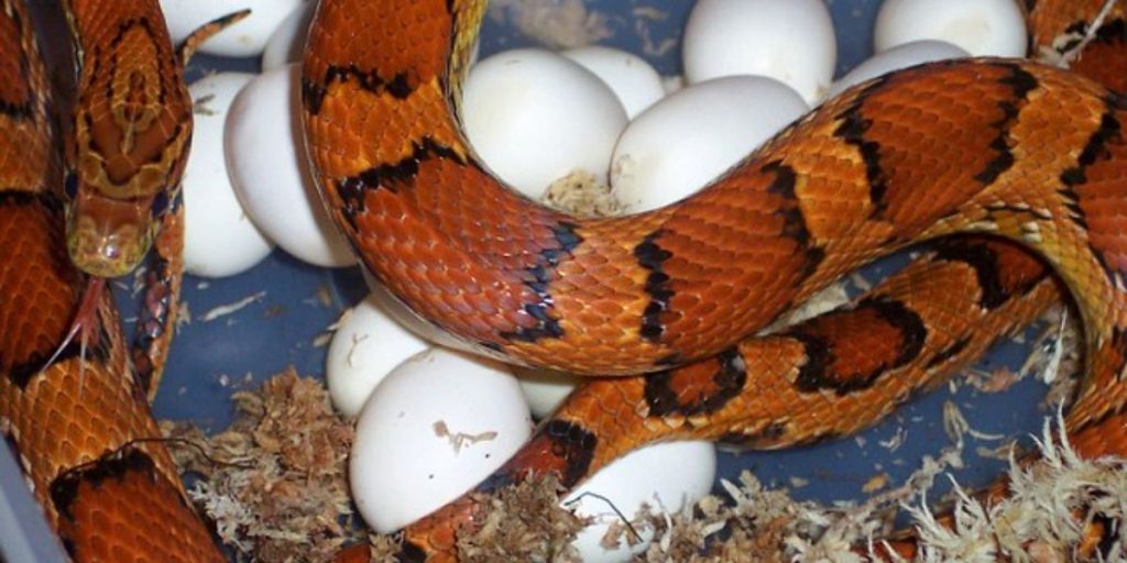 This City Has Been Named the Most Snake Infested Area in Florida