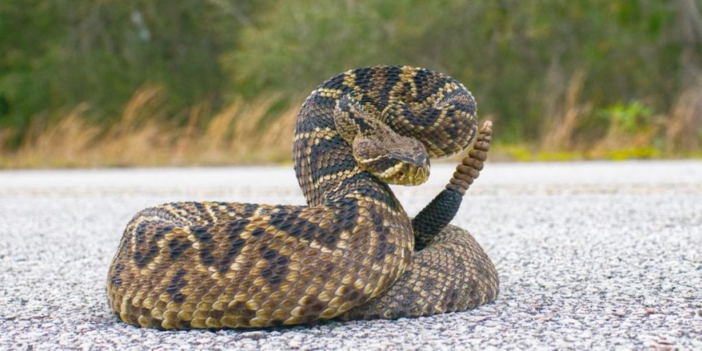 This City Has Been Named the Most Snake Infested Area in Florida