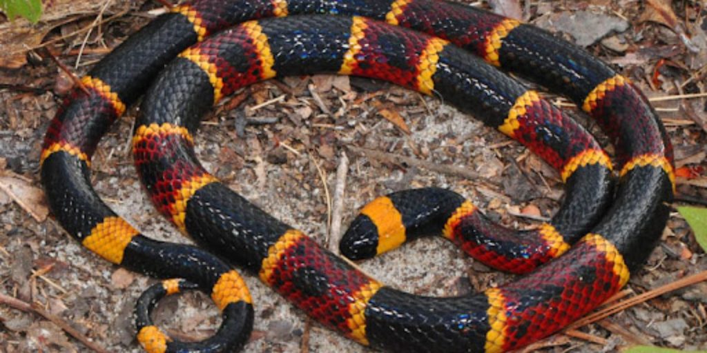 This City Has Been Named the Most Snake Infested Area in Florida