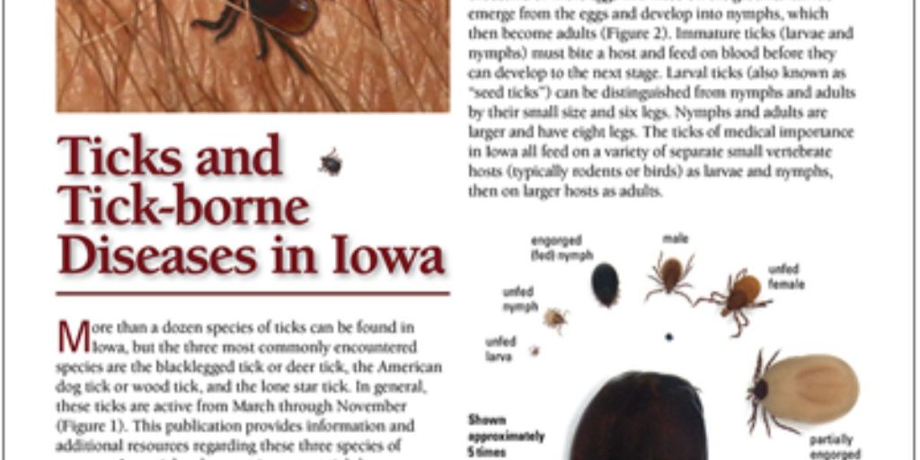 Discover the Ticks Infesting Season in Iowa