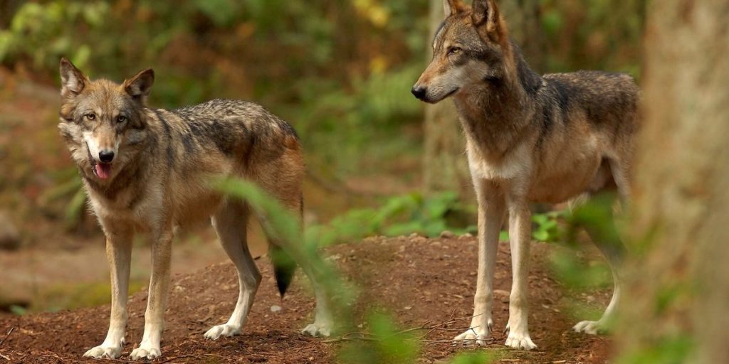Discover the Wolves in Washington State