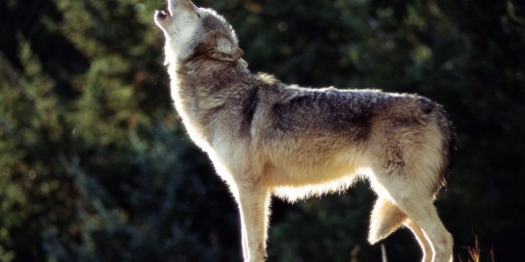 Discover the Wolves in Washington State
