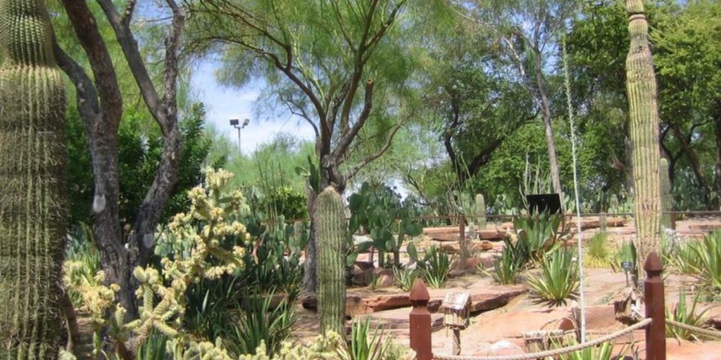 Explore the Unique Cactus Garden in Nevada