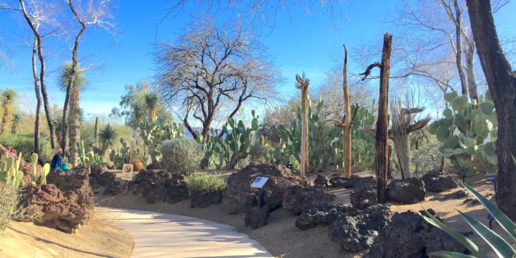 Explore the Unique Cactus Garden in Nevada