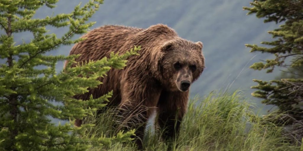Grizzly Bears Are Roaming in the Washington State