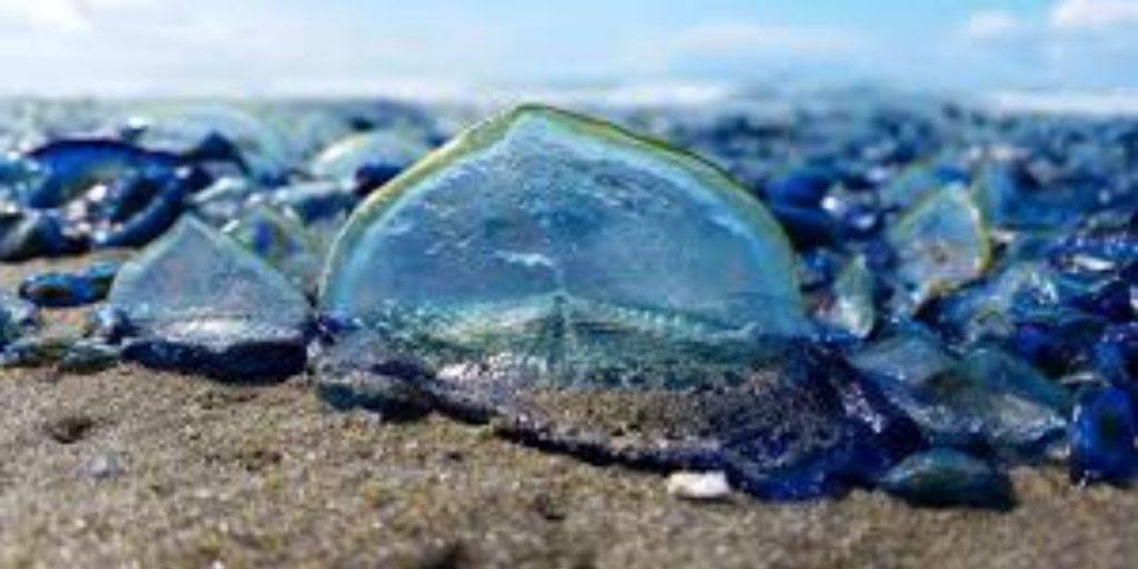 Mysterious blue jellyfish-like creatures washed up on Oregon beaches
