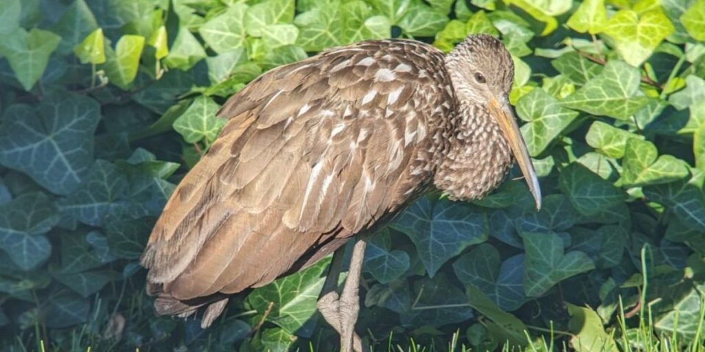Ohio is Now Home to This Rarest Bird