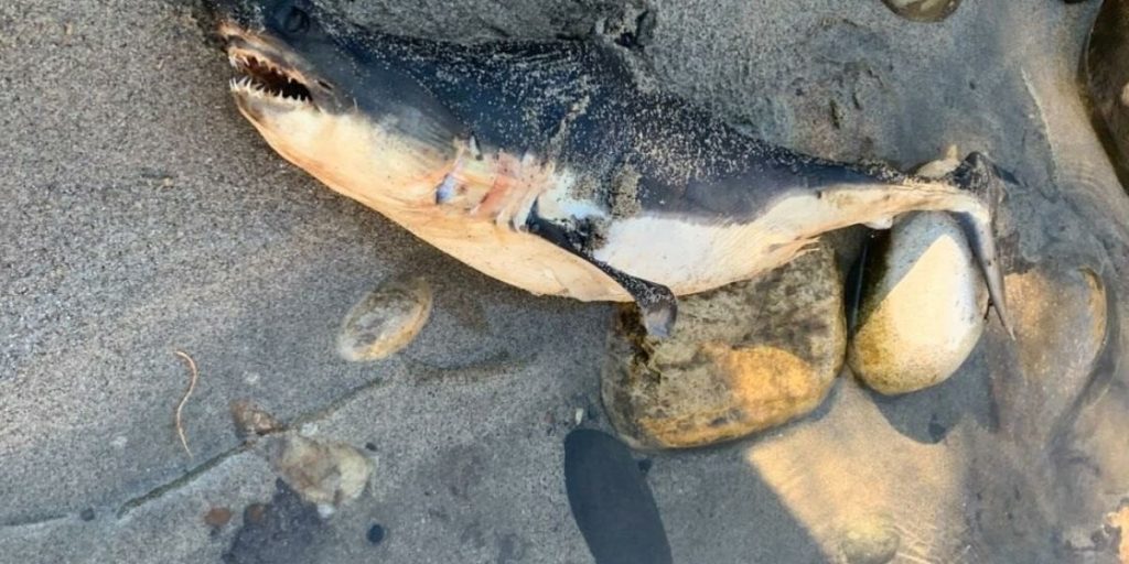 Shark Discovered in the Salmon River in Idaho