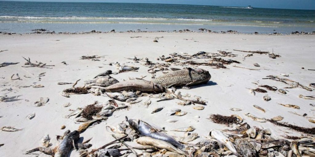The Mysterious Red Tide in Florida and Its Dangerous Impact
