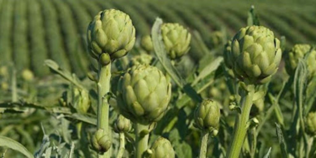 This US Town is Named as the Artichoke Capital of the World