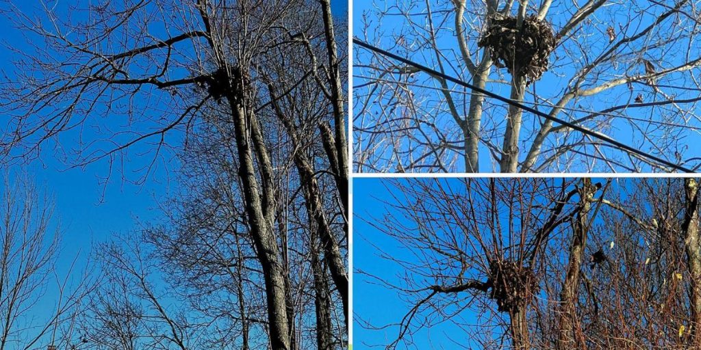 What's Really in Your North Carolina Tree? It's Not a Bird's Nest!