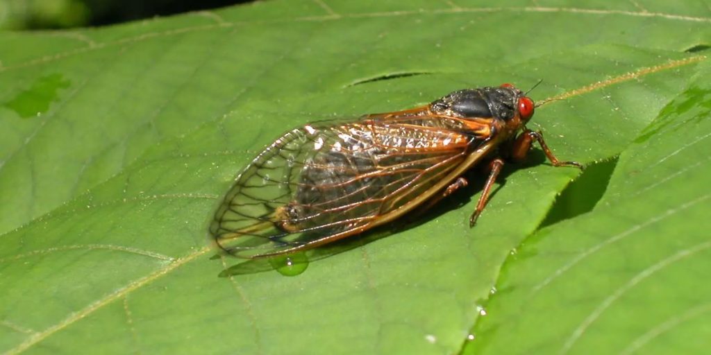 Loud cicadas expected in Chicago area, residents advised to take precautions