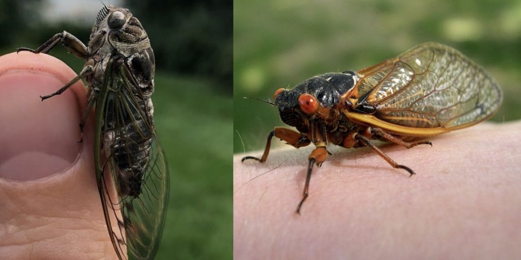 Loud cicadas expected in Chicago area, residents advised to take precautions
