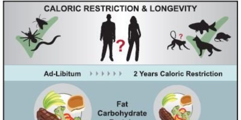 Research Revealed Calorie Reduction May Decelerate Cellular Aging and Potentially Lengthen Lifespan