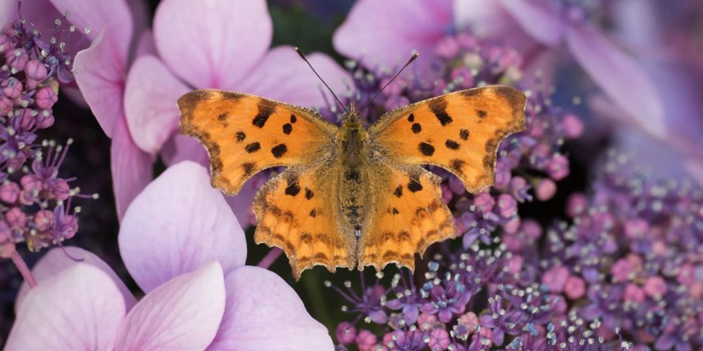 This Simple Hack Can Increase the Butterfly Population in Your Gardens by Up to 93%