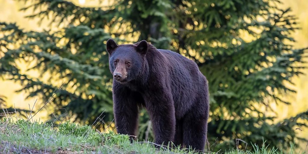 Hidden Wildlife Hazards Meet the Top 5 Most Dangerous Animals in Maryland (1)