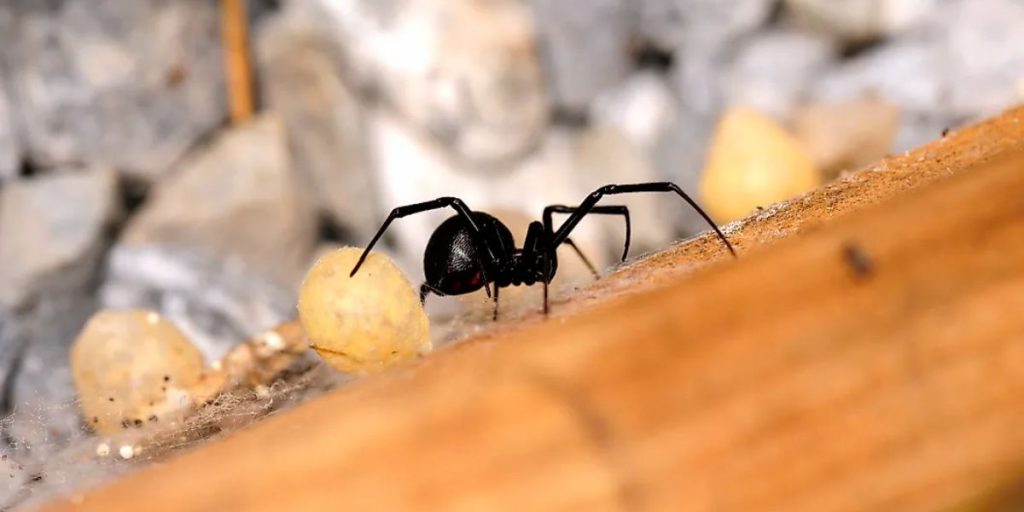 Spider Awareness The Six Most Venomous Spiders Found in California (1)