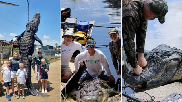 Florida’s Biggest Alligators: Meet the Record-breaking Hunters Behind the Massive Catches
